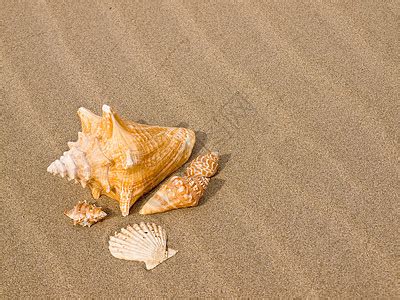 海螺脉|海螺壳